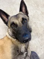 Orion, a male Belgian Malinois for sale in Clermont, FL – Photo 9 of 9