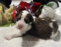Luke, a male Bernedoodle for sale in Peyton, CO – 4 of 8