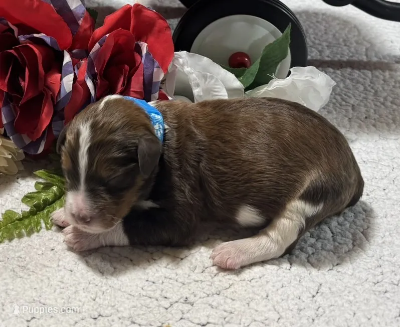 Matthew – Bernedoodle puppy for sale in Peyton, CO