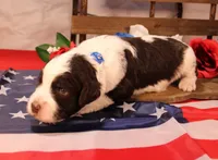 Paul, a male Bernedoodle for sale in Peyton, CO – 5 of 8
