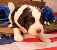 Paul, a male Bernedoodle for sale in Peyton, CO – 4 of 8