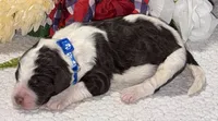 Paul, a male Bernedoodle for sale in Peyton, CO – 4 of 8