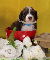 Matthew, a male Bernedoodle for sale in Peyton, CO – 2 of 10