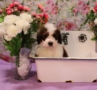 Luke, a male Bernedoodle for sale in Peyton, CO – 3 of 10
