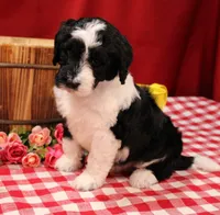 Noah, a male Bernedoodle for sale in Peyton, CO – 4 of 10