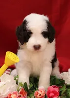 Mark , a male Bernedoodle for sale in Peyton, CO – 5 of 7