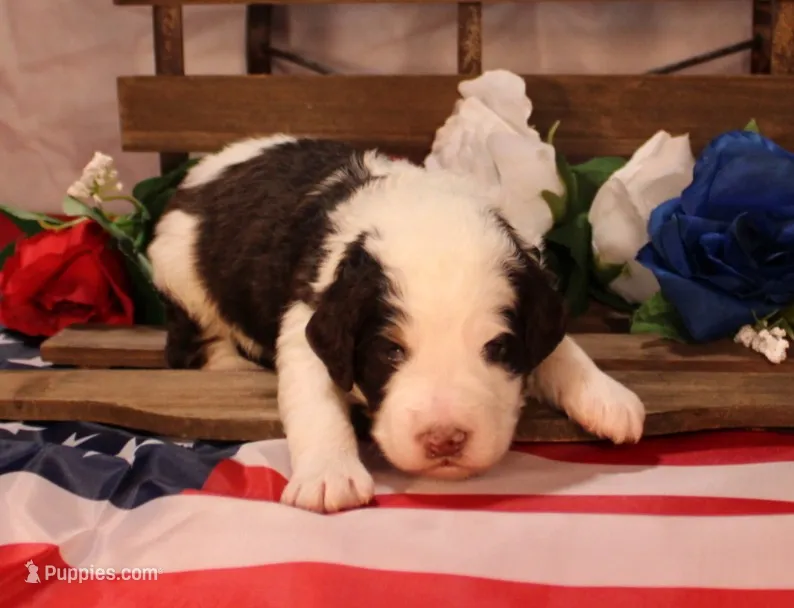 Mark  – Bernedoodle puppy for sale in Peyton, CO