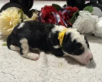 Peter, a male Bernedoodle for sale in Peyton, CO – 5 of 9