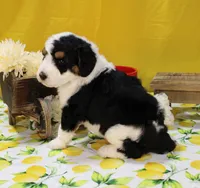 Peter, a male Bernedoodle for sale in Peyton, CO – 3 of 10