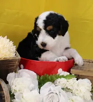 Peter, a male Bernedoodle for sale in Peyton, CO – 9 of 10