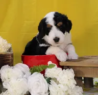 Peter, a male Bernedoodle for sale in Peyton, CO – 8 of 10