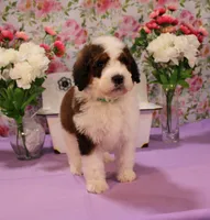 Luke, a male Bernedoodle for sale in Peyton, CO – 1 of 10