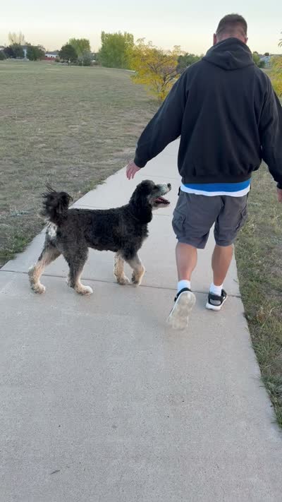 Bernie, a female Bernedoodle for sale in Peyton, CO – 5 of 5
