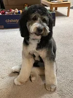 Bernie, a female Bernedoodle for sale in Peyton, CO – 2 of 5