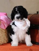 John, a male Bernedoodle for sale in Peyton, CO – 8 of 8