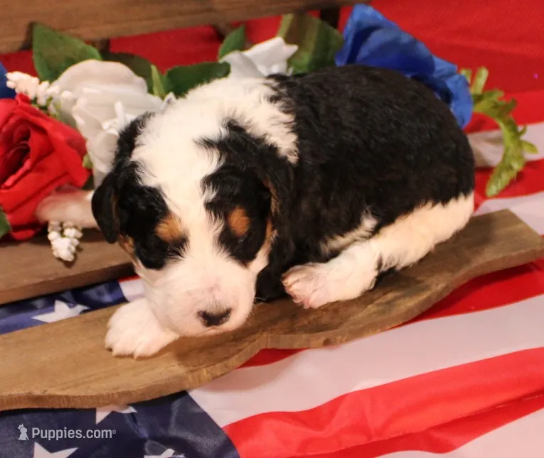 Peter – Bernedoodle puppy for sale in Peyton, CO