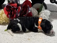 John, a male Bernedoodle for sale in Peyton, CO – 3 of 5