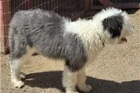 Kimzi, a female Old English Sheepdog for sale in Peyton, CO – 2 of 3
