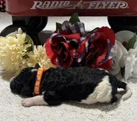John, a male Bernedoodle for sale in Peyton, CO – 5 of 5