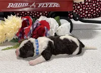 Paul, a male Bernedoodle for sale in Peyton, CO – 8 of 8