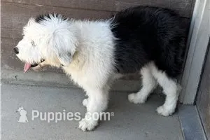 Kimzi – Old English Sheepdog puppy for sale in Peyton, CO
