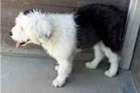 Kimzi, a female Old English Sheepdog for sale in Peyton, CO – 1 of 3