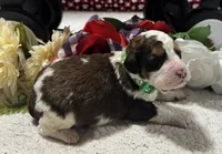 Luke, a male Bernedoodle for sale in Peyton, CO – 3 of 8