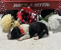Noah, a male Bernedoodle for sale in Peyton, CO – 2 of 8