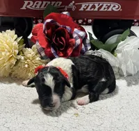 Noah, a male Bernedoodle for sale in Peyton, CO – 3 of 8
