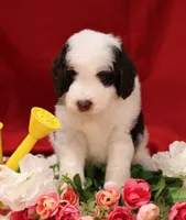 Mark , a male Bernedoodle for sale in Peyton, CO – 3 of 7