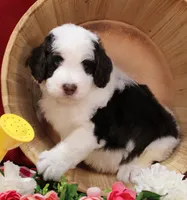 Mark , a male Bernedoodle for sale in Peyton, CO – 7 of 7