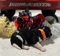 John, a male Bernedoodle for sale in Peyton, CO – 2 of 5