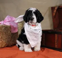 Noah, a male Bernedoodle for sale in Peyton, CO – 7 of 10