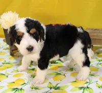 Peter, a male Bernedoodle for sale in Peyton, CO – 7 of 10