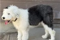 Kimzi, a female Old English Sheepdog for sale in Peyton, CO – 3 of 3