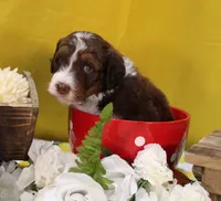 Matthew, a male Bernedoodle for sale in Peyton, CO – 7 of 10