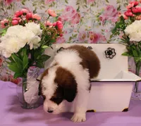 Luke, a male Bernedoodle for sale in Peyton, CO – 9 of 10