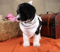John, a male Bernedoodle for sale in Peyton, CO – 6 of 8