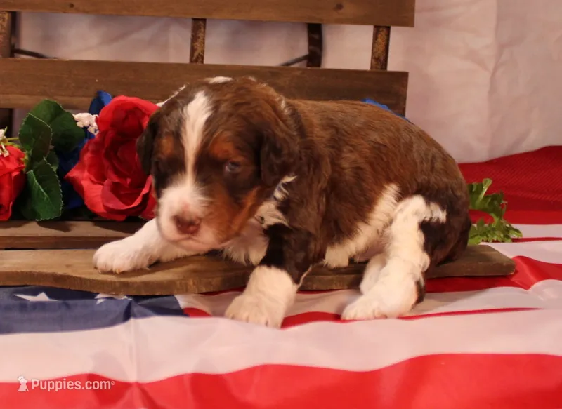 Matthew – Bernedoodle puppy for sale in Peyton, CO