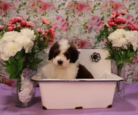 Luke, a male Bernedoodle for sale in Peyton, CO – 10 of 10