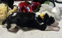 Peter, a male Bernedoodle for sale in Peyton, CO – 3 of 9