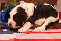 Paul, a male Bernedoodle for sale in Peyton, CO – 8 of 8