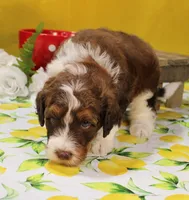 Matthew, a male Bernedoodle for sale in Peyton, CO – 5 of 10