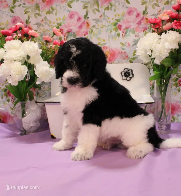 John – Bernedoodle puppy for sale in Peyton, CO
