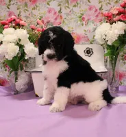 John, a male Bernedoodle for sale in Peyton, CO – 2 of 8