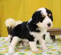 Peter, a male Bernedoodle for sale in Peyton, CO – 6 of 10