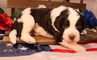 Paul, a male Bernedoodle for sale in Peyton, CO – 6 of 8