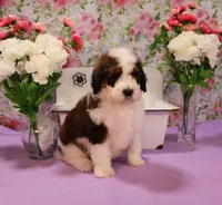Luke, a male Bernedoodle for sale in Peyton, CO – 8 of 10