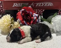 Noah, a male Bernedoodle for sale in Peyton, CO – 1 of 8
