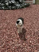 Kenzie, a female Old English Sheepdog for sale in Peyton, CO – 2 of 2